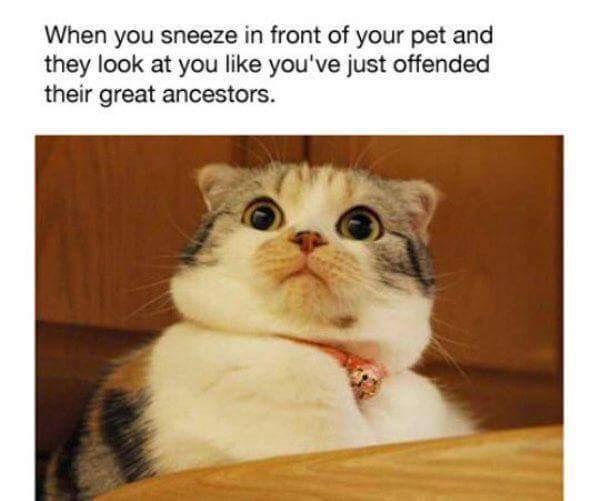 sneezes my face when (mfw) that face when (tfw) know your meme afd sneezes my face when (mfw) that face when (tfw) know your meme