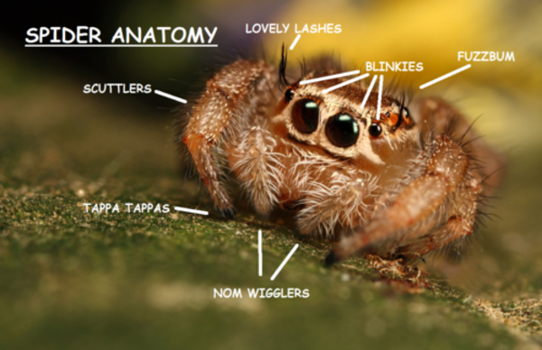 Cute Spider Anatomy | Proper Anatomy | Know Your Meme
