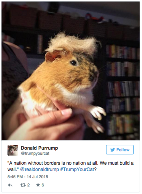 trump your cat image gallery know your meme 0a4 trump your cat image gallery know your meme