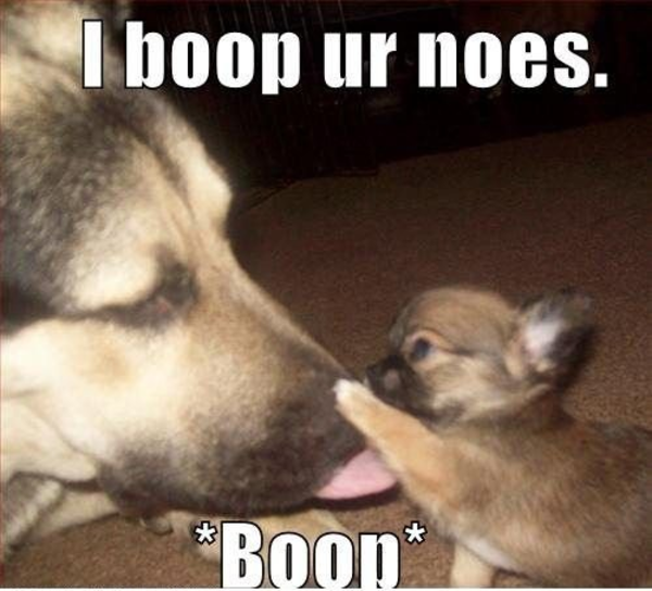 Dog Boop Boop Know Your Meme