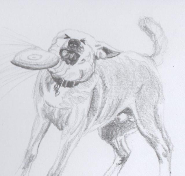 artistic sketch frisbee doge know your meme 4c2 artistic sketch frisbee doge know your meme