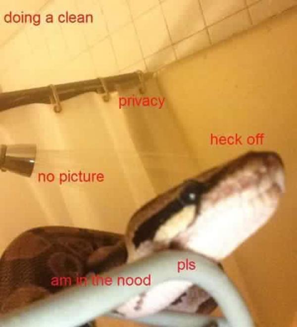 Image result for lil snek