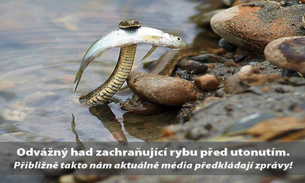 translated from Czech "Brave snake saves fish from drowning" | Social