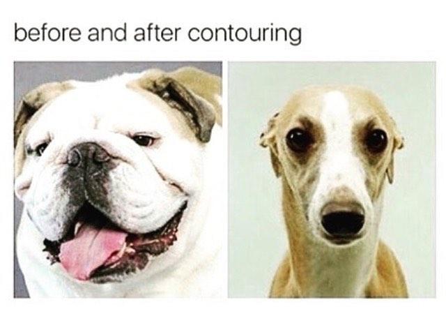 english bulldog and italian greyhound before and after contour 28b english bulldog and italian greyhound before and after contour