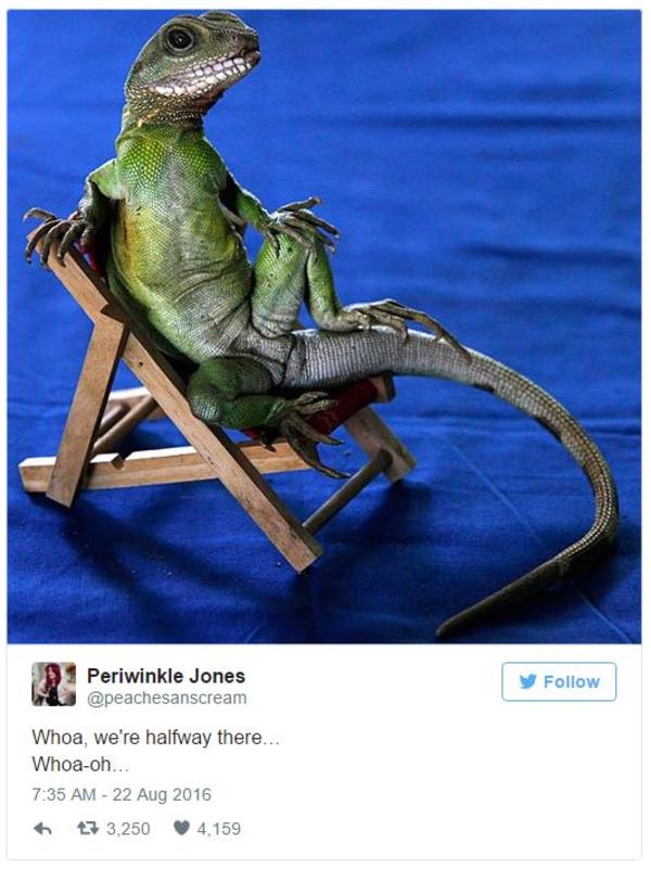 Original "Lizard in a Chair" Tweet by peachesandscream Whoa, We’re