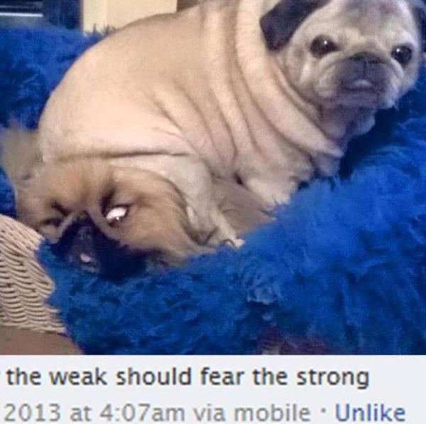 Dog Version The Weak Should Fear the Strong Know Your Meme