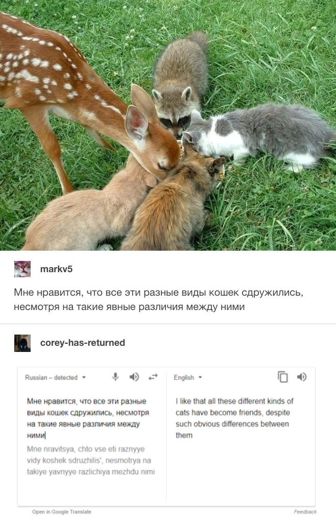 Different Kinds of Cats Russian Cat Translations Know Your Meme