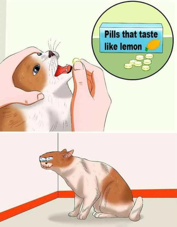 Cat People Cat People Taste Like Cat Cat People Cat People Taste Like Cat