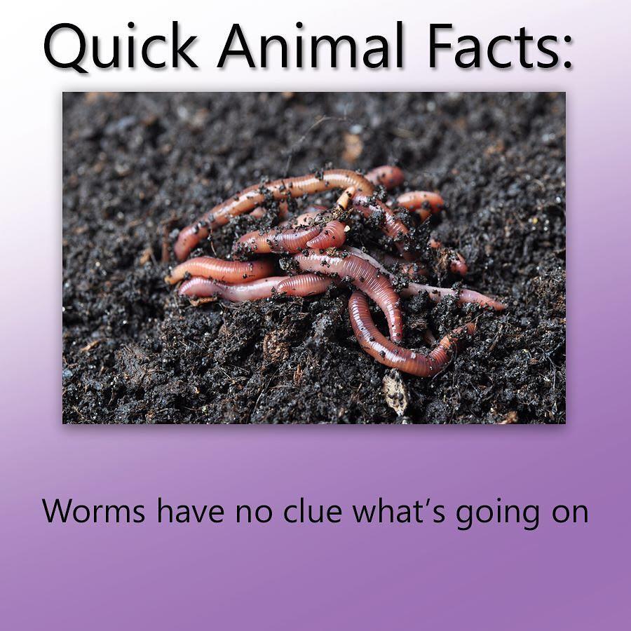 Quick Animal Facts Worms Have No Clue What s Going On Troll Science 