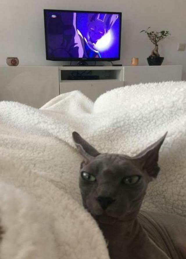 Beerus Dragon Ball Know Your Meme