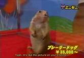 Dramatic Chipmunk / Drama Prairie Dog