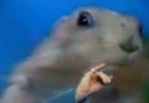 Dramatic Chipmunk / Drama Prairie Dog
