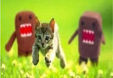 Domo