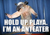 I'm an Anteater!!!