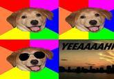 Advice Dog