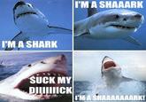 The Singing Shark