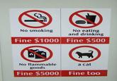 A cat is fine too....
