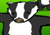 Badger Badger Badger
