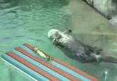 Otters Holding Hands