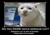 Serious Cat