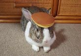Pancake Bunny