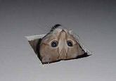 Ceiling Cat