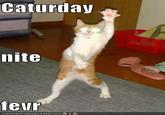 Caturday