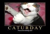 Caturday