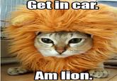 Jesus Christ It's a Lion Get In The Car!