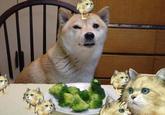 Broccoli Dog