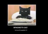 Spaghetti Cat