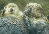 Otters Holding Hands