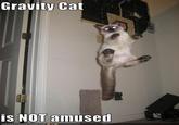 Gravity Cat