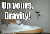 Gravity Cat