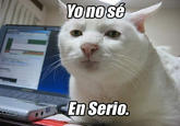 Serious Cat
