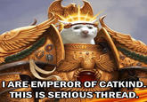 Serious Cat