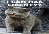 Happy Cat
