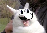 Bunnyfaic