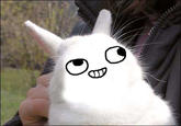 Bunnyfaic