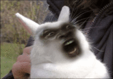 Bunnyfaic