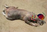Montauk Monster