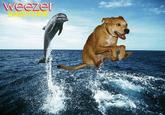 Weezer Raditude Dog 