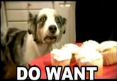 Cupcake Dog