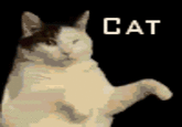 Kitty Cat Dance