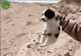 marine throws puppy david motari soldier throws puppy a cliff your meme marine throws puppy david motari soldier throws puppy a cliff your meme