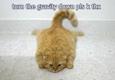 Gravity Cat