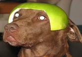 Limecat