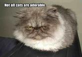 Average Cats