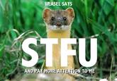 STFU