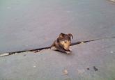 Sad Rat